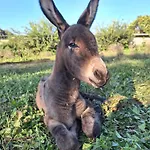 Ranch Radin Bed & Breakfast Brtonigla