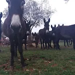 Ranch Radin 3* Brtonigla