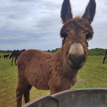 Ranch Radin Nocleg ze śniadaniem Brtonigla