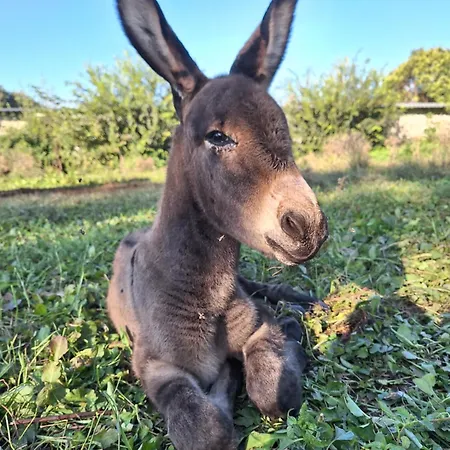 Ranch Radin Nocleg ze śniadaniem Brtonigla