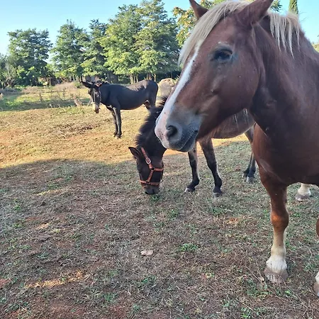 Bed & Breakfast Ranch Radin Brtonigla