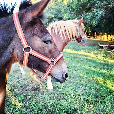 Ranch Radin 3* Brtonigla