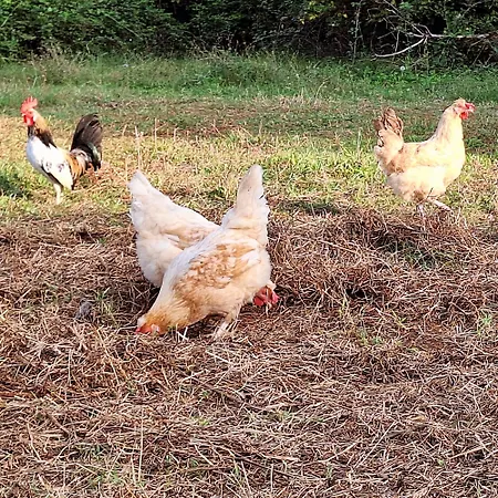 Bed & Breakfast Ranch Radin Brtonigla