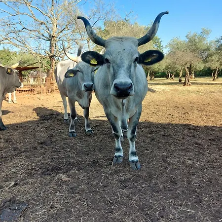 Ranch Radin Frühstückspension