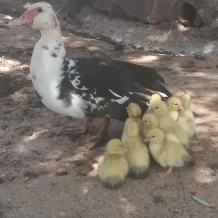 Ranch Radin Bed & Breakfast Brtonigla