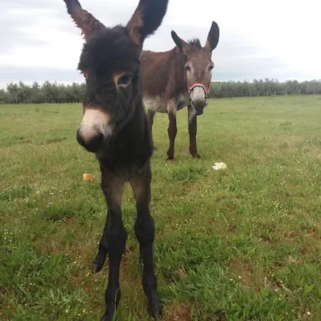Nocleg ze śniadaniem Ranch Radin 3*