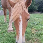 Ranch Radin