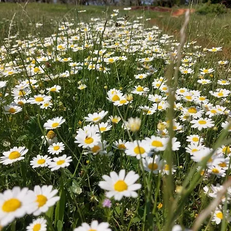 Ranch Radin 3* Brtonigla