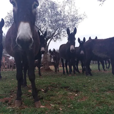 Ranch Radin 3* Brtonigla