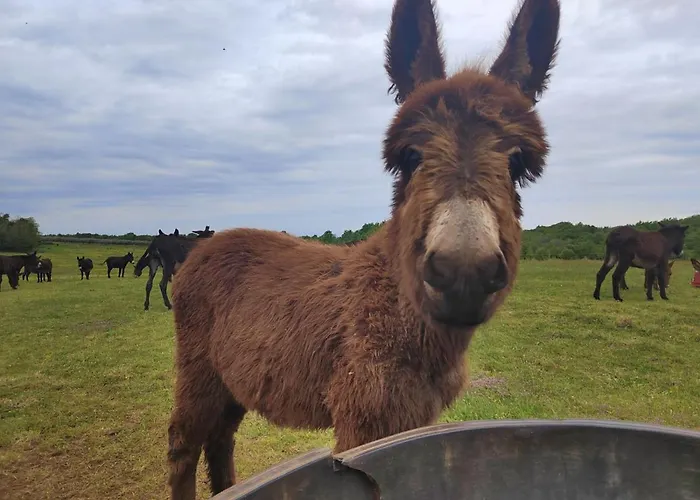 Ranch Radin krevet i doručak Brtonigla