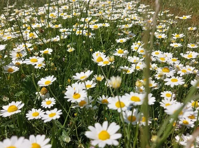 Ranch Radin 3* Brtonigla