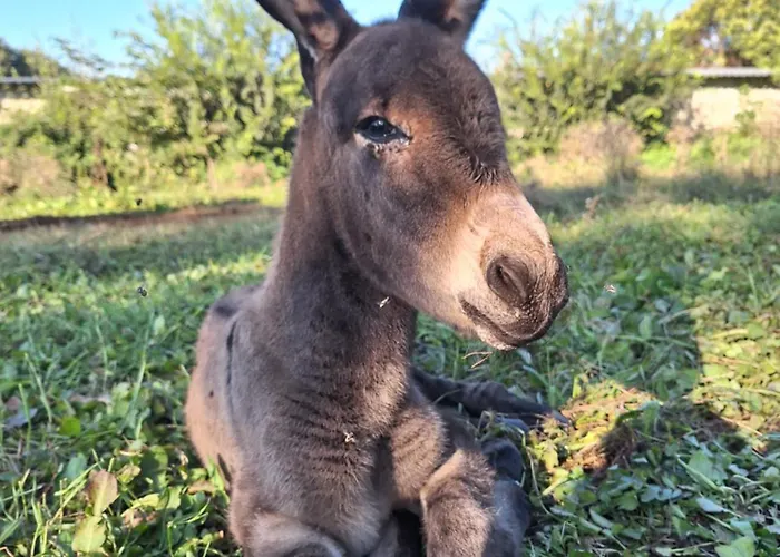 Ranch Radin krevet i doručak Brtonigla