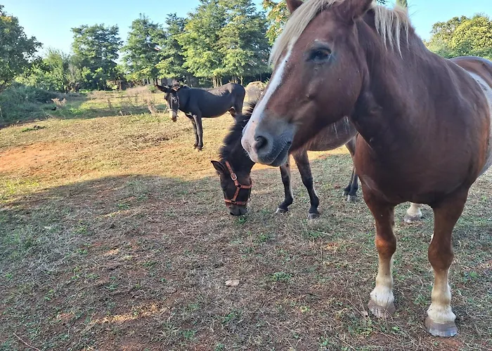 krevet i doručak Ranch Radin Brtonigla