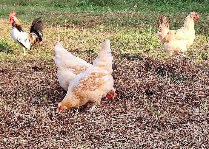 krevet i doručak Ranch Radin Brtonigla