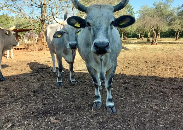 Ranch Radin krevet i doručak