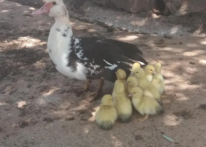 Ranch Radin krevet i doručak Brtonigla