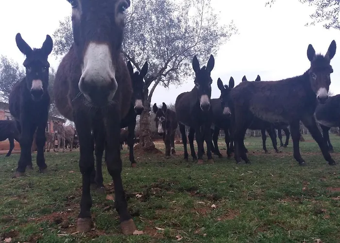 Ranch Radin 3* Brtonigla