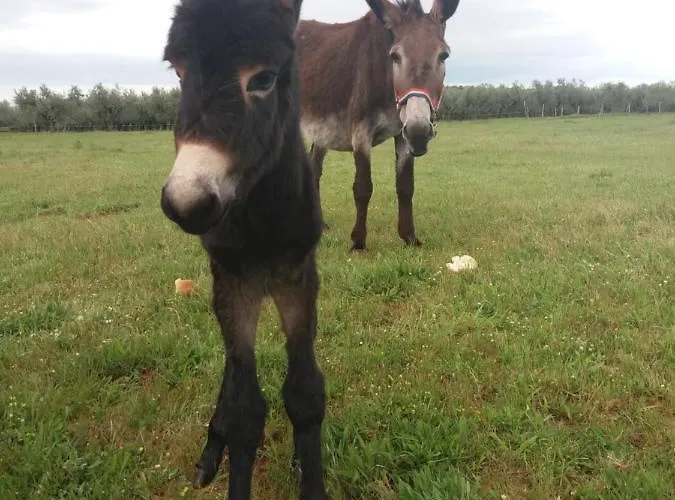 krevet i doručak Ranch Radin 3*